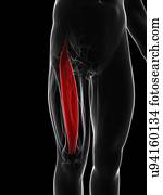 coxa, músculo, artwork