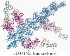 inseto, vôo, músculo, modelo molecular