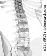 macho, esqueleto, artwork