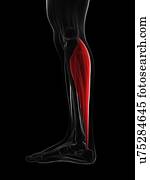 músculo bezerro, artwork