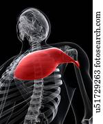 peito, músculo, artwork