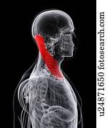 pescoço, músculo, artwork