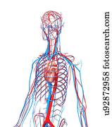 sistema cardiovascular, artwork