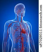 sistema cardiovascular, artwork