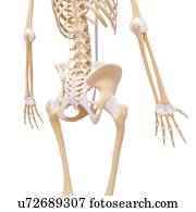 esqueleto humano, artwork