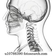 esqueleto humano, artwork