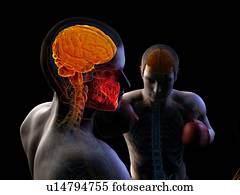 fósforo boxing, artwork