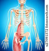 Cartilage Stock Illustration Images. 4,132 cartilage illustrations available to search from over ...
