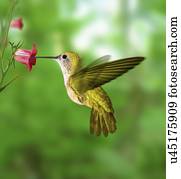 hummingbird, alimentação