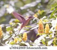 hummingbird, alimentação