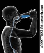 Drinking Illustrations and Stock Art 75421 drinking illustration and Drinking illustration vexels