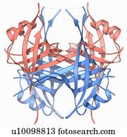 Single stranded DNA-binding protein