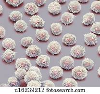 White blood cells, SEM