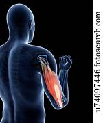 bíceps, músculo, artwork