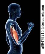 bíceps, músculo, artwork