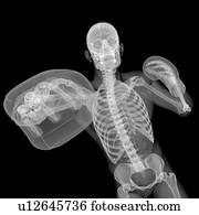 esqueleto, boxe, artwork