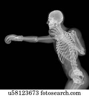 esqueleto, boxe, artwork