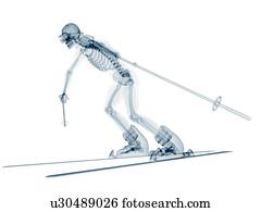 esqueleto, esquiando, artwork