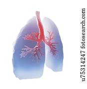 human, pulmões, artwork