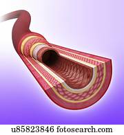 Human artery, artwork