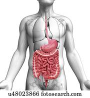 sistema digestivo humano, artwork