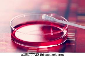 prato petri, e, broto algodão