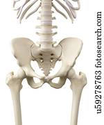 Human hip bones, artwork