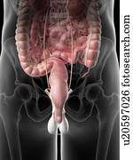 Sagittal view of the colon and rectum. Stock Illustration | sa402024