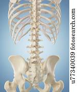 Human skeletal structure, artwork