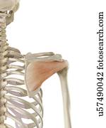 ombro, músculo, artwork