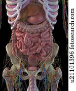 sistema digestivo, artwork