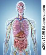 sistema digestivo, artwork