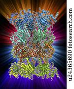 酵母 酵素 分子のモデル イラスト U Fotosearch