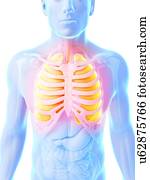 human, pulmões, artwork