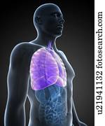 human, pulmões, artwork