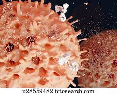 Plasma cells, artwork