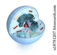 Animal cell, artwork