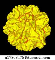 Turnip yellow mosaic virus, computer artwork.