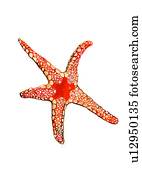benthos, ocean, starfish, animal, sea, invertebrate benthos, ocean, starfish, animal, sea, invertebrate