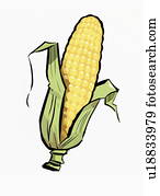 A peeled piece of corn on the cob