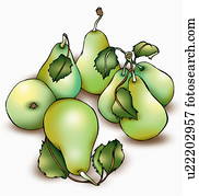 Fresh green pears