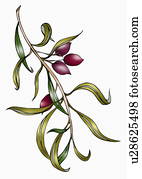 ענף, של, זיתים