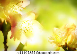 Flowers, Computer Graphic