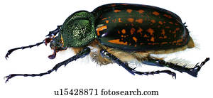 download worms insects download worms insects