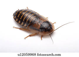 ゴキブリ Guyana オレンジ 斑点を付けられる Roach クローズアップ 間接費光景 写真館 イメージ館 U Fotosearch