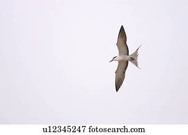 Common tern in flight