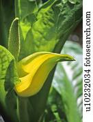 repolho gambá, flores, em, março, whistler, bc