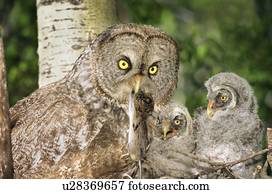 Ausgewachsene, weiblich, große graue eule, (strix, nebulosa), und, zwei