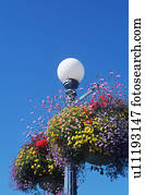 Picture of Flower baskets hanging from lamp posts with the Parliament