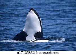 シャチ Orcinus Orca スパイのホッピング Tysfjord ノルウェー ストックイメージ U Fotosearch